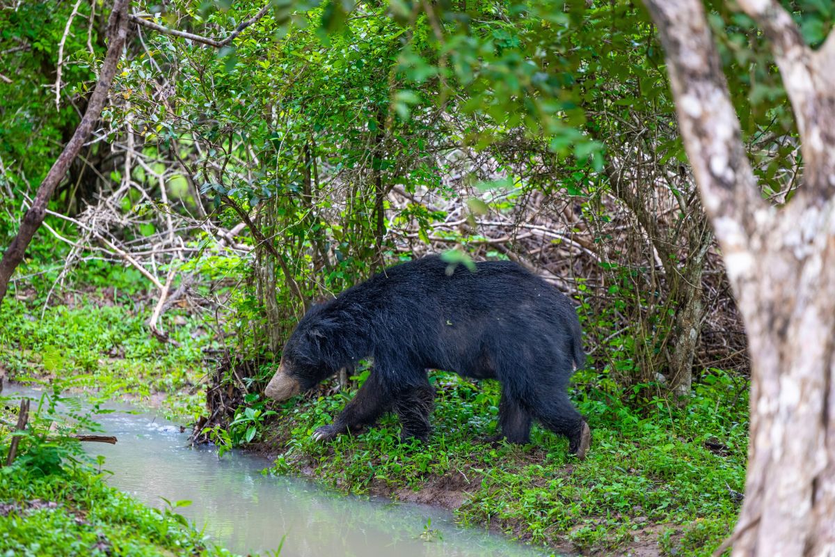 Lippenbär im Yala-Nationalpark