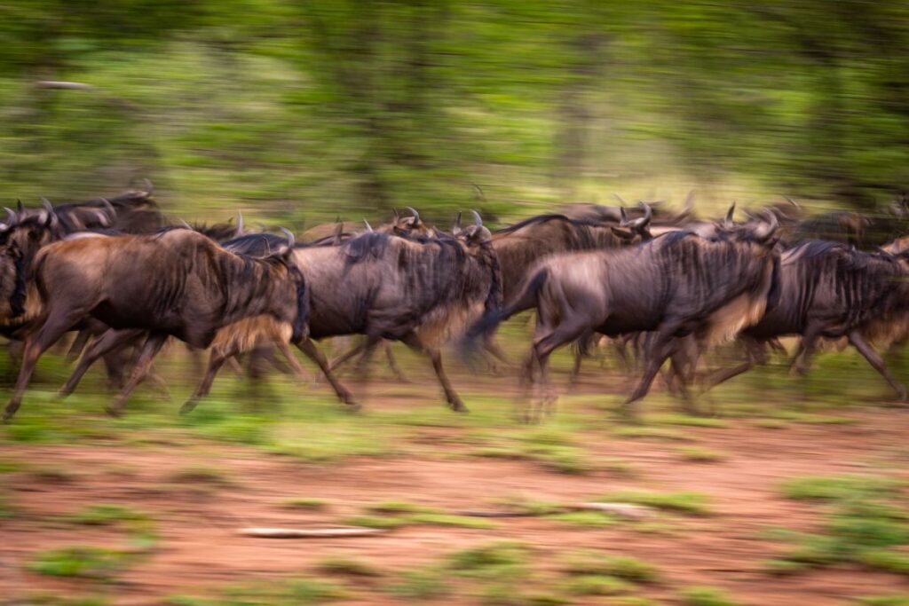 Naturhelden Reise – Von der Masai Mara bis Serengeti: Die große Gnu-Migration hautnah