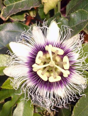 Passionsblume