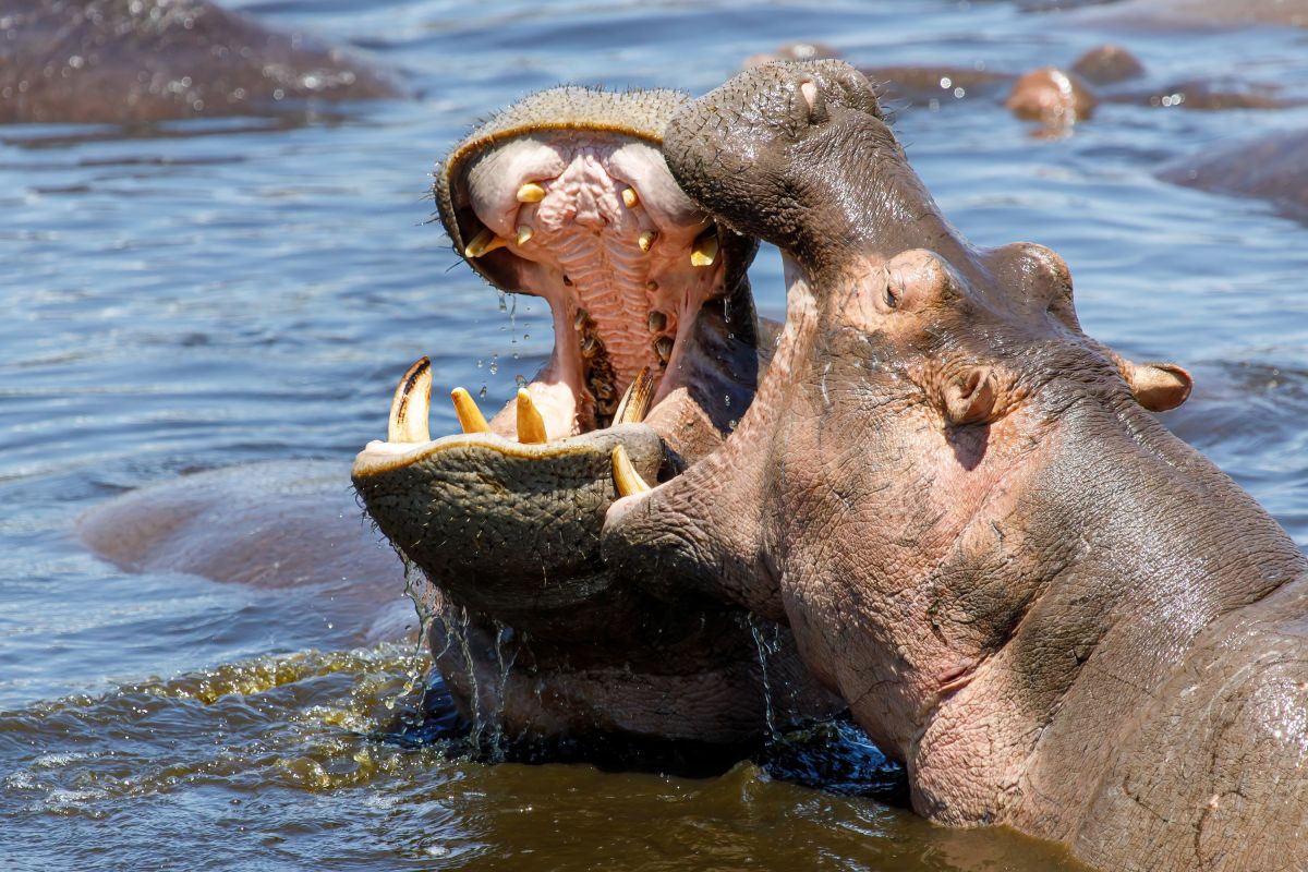 Rangelnde Flusspferde