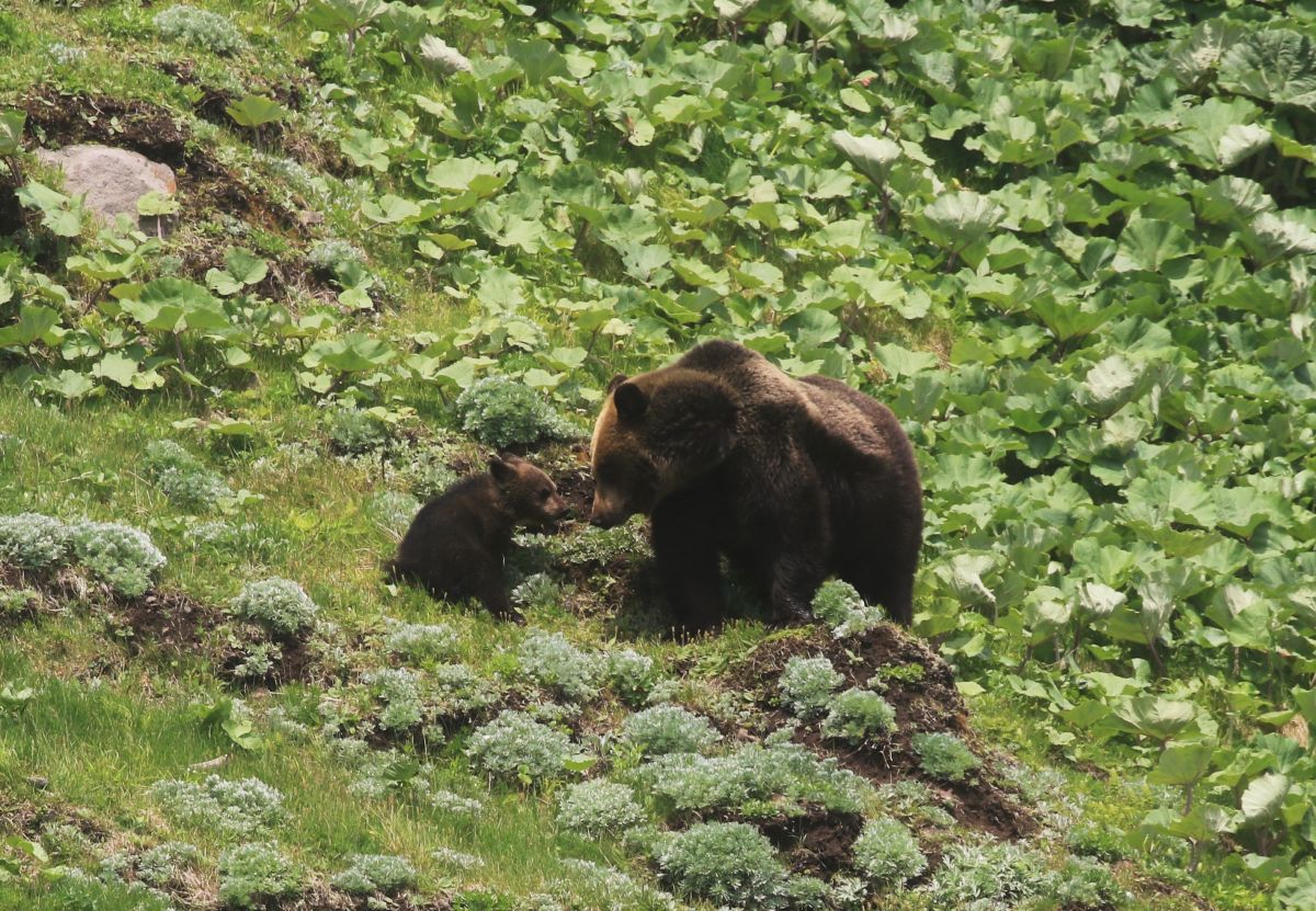 Bärenbeobchtung bei Rasu