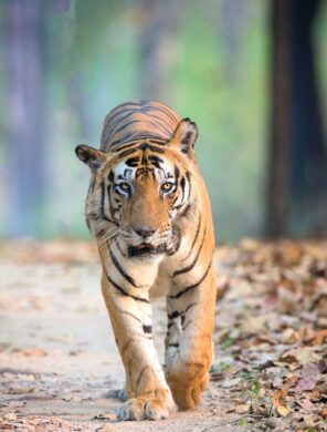 Bengal-Tiger - Die größte Katze des Subkontinents ist das charismatische Symbol der indischen Tierwelt.