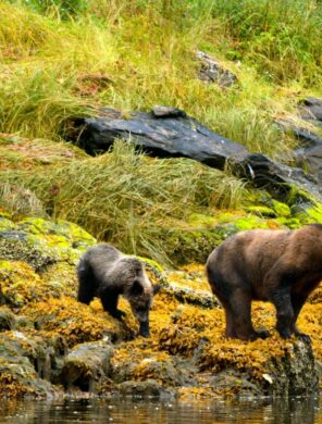 Bärenfamilie im Norden Vancouver Islands