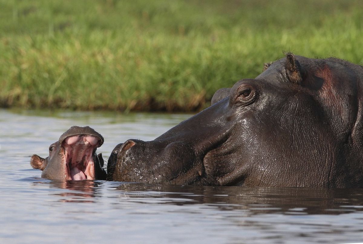 Caprivi-Streifen – Grünes Afrika am Wasser