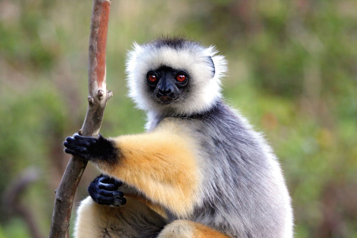 Sifaka