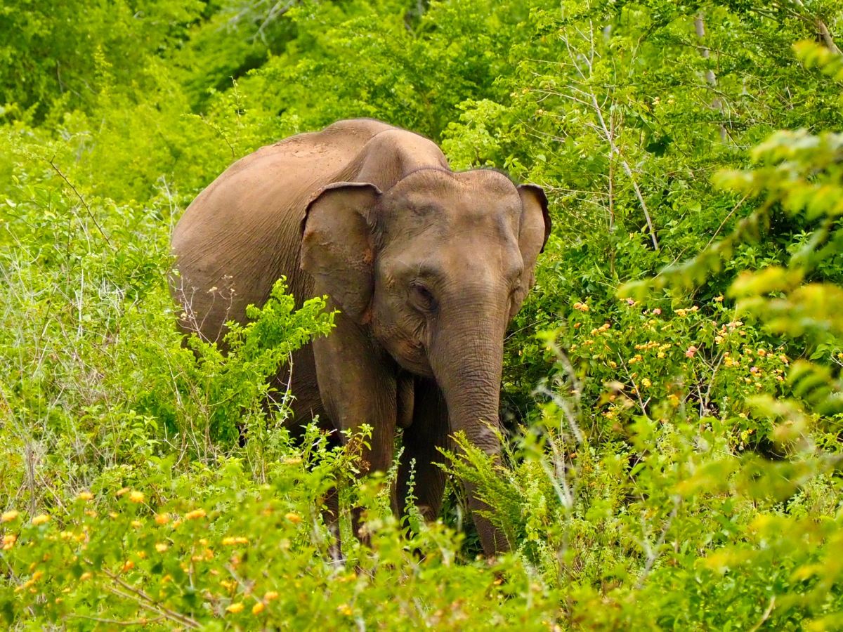 Elefanten beobachten in Sri Lanka
