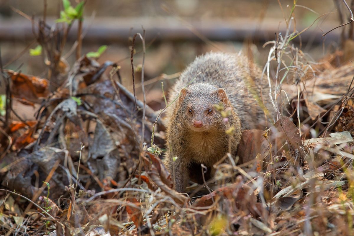 Roter Mungo unterwegs im Tadoba-Nationalpark. Der indische Mungo ist tagaktiv und sein Unterschlumpf ist in Felshöhlen oder in Erdlöchern.