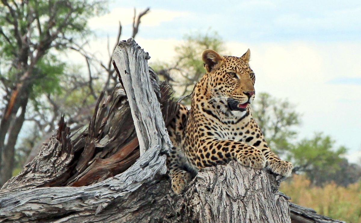 Leopard, Glück bei der Pirschfahrt im Chobe NP