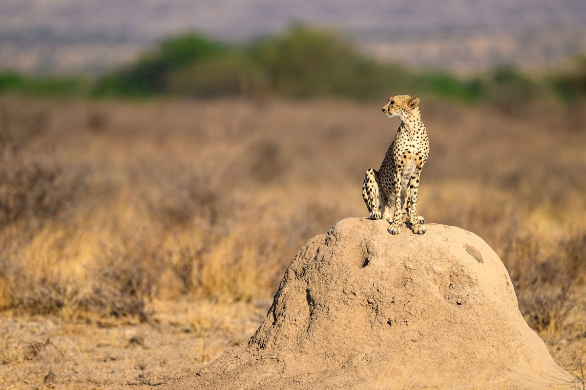 Gepard, die schnellsten Landtiere der Welt