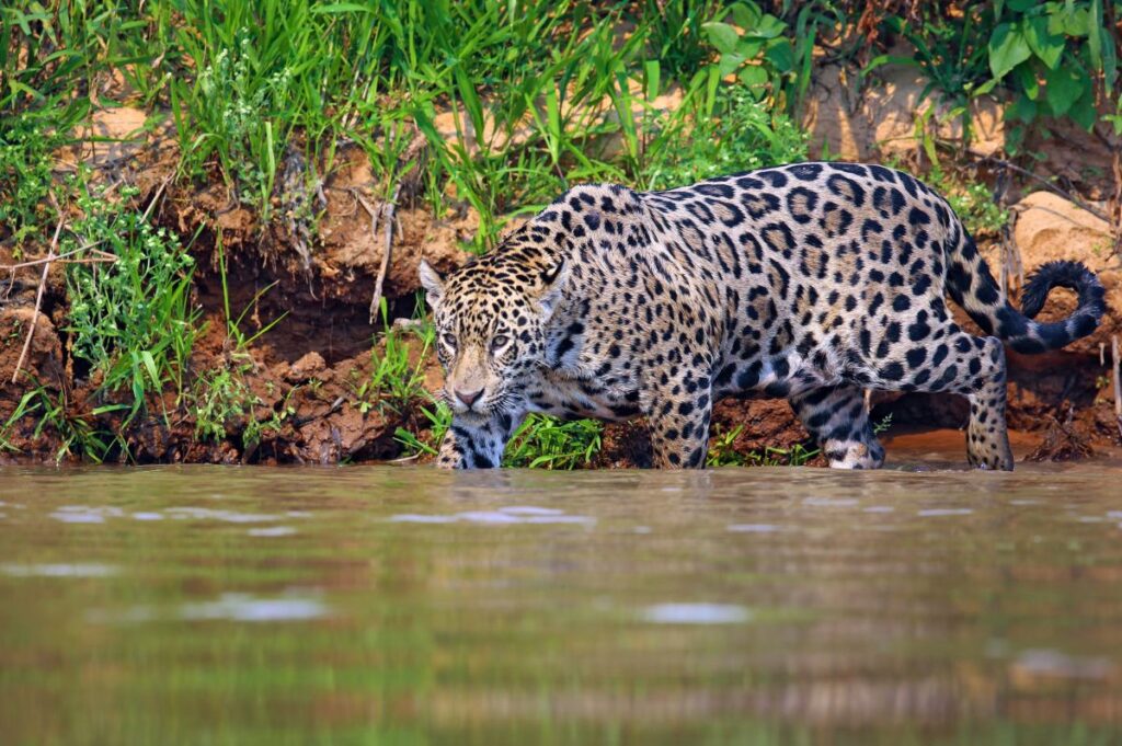 JAGUARWILDNIS