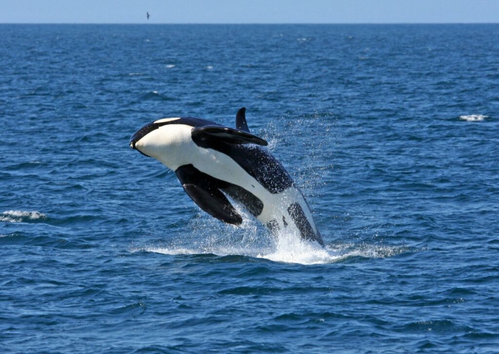 Natürlich in Bewegung – Von Honshus Tempeln zur Hokkaido-Wildnis