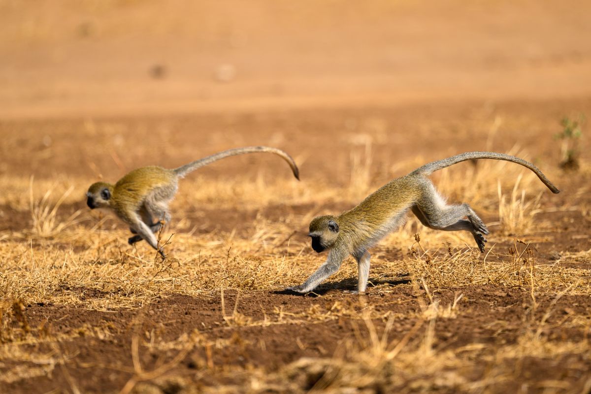Meerkatzen im Samburu