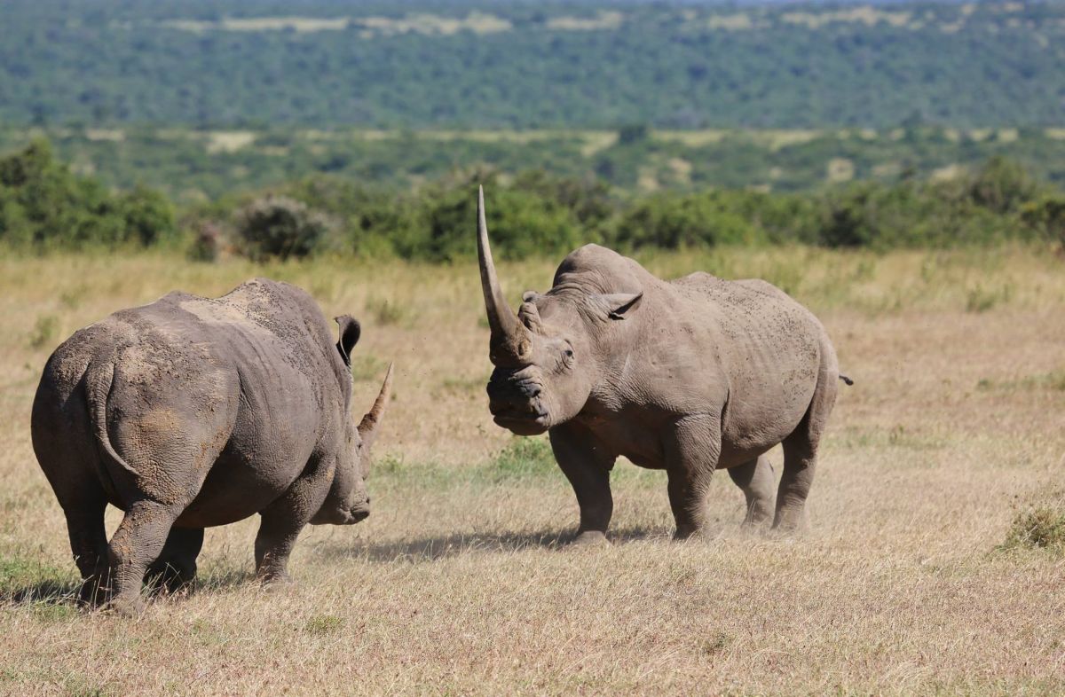 Nashörner im Solio Reservat