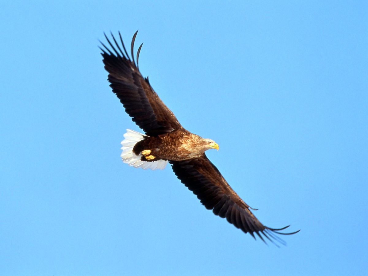 Riesenseeadler im winterichen Japan