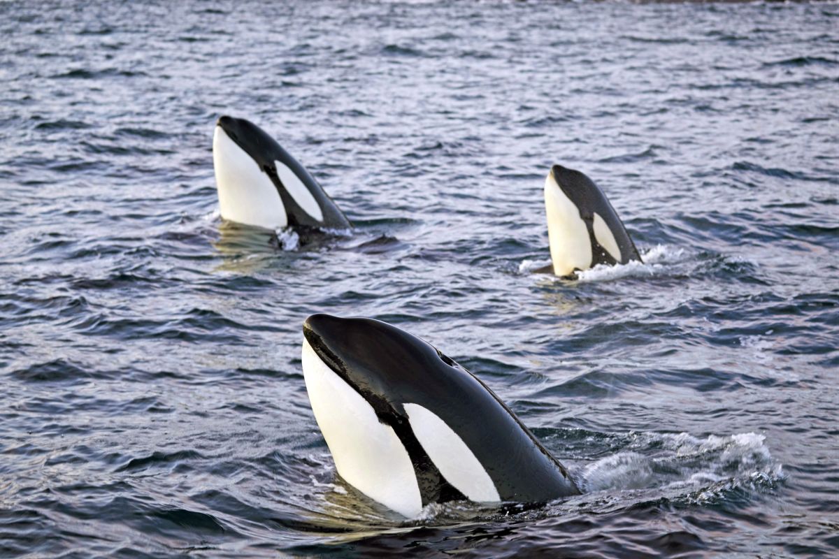 Orca-Gruppe