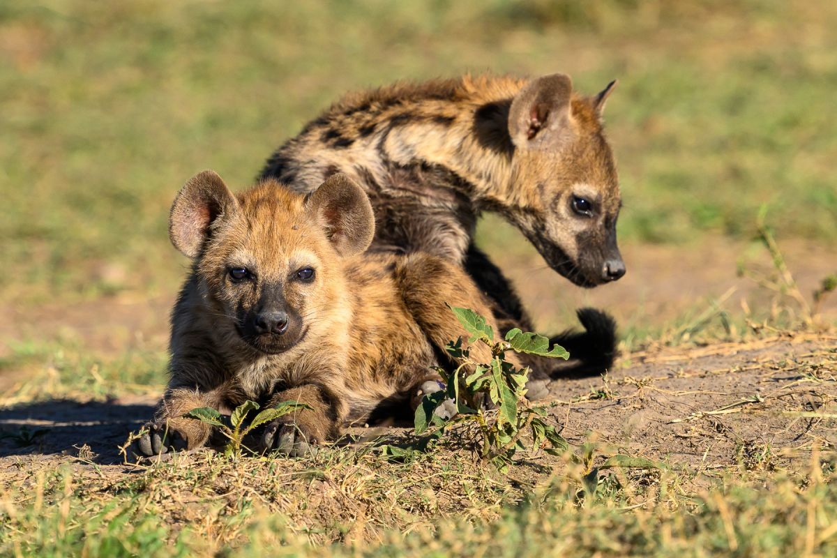 Junge Tüpfelhyänen in der Masai Mara