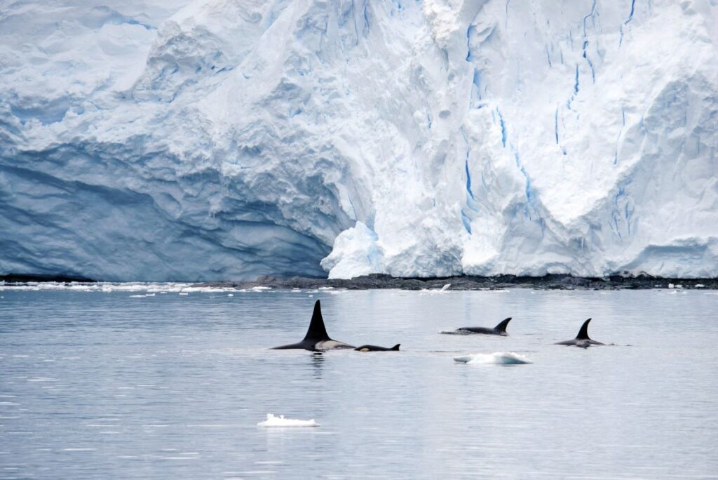Orcasichtung an der Antarktischen Halbinsel