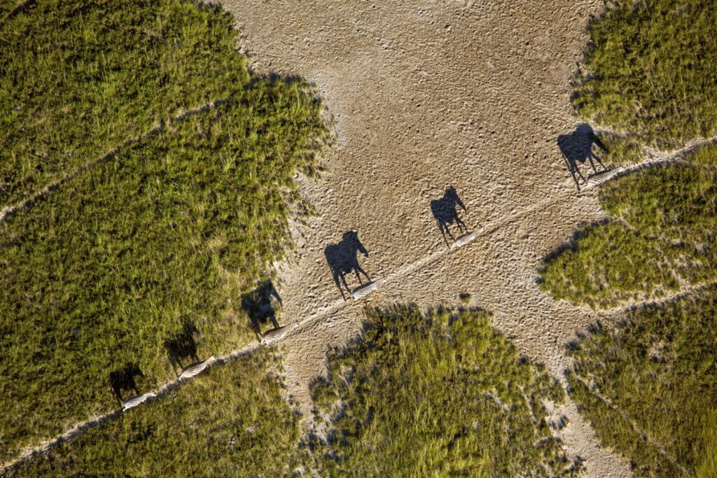 Zebras in der Makgadikgadi-Pfanne