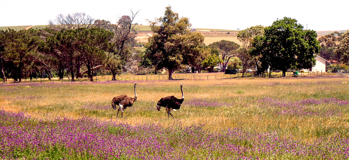 Strausse in der Kleinen Karoo