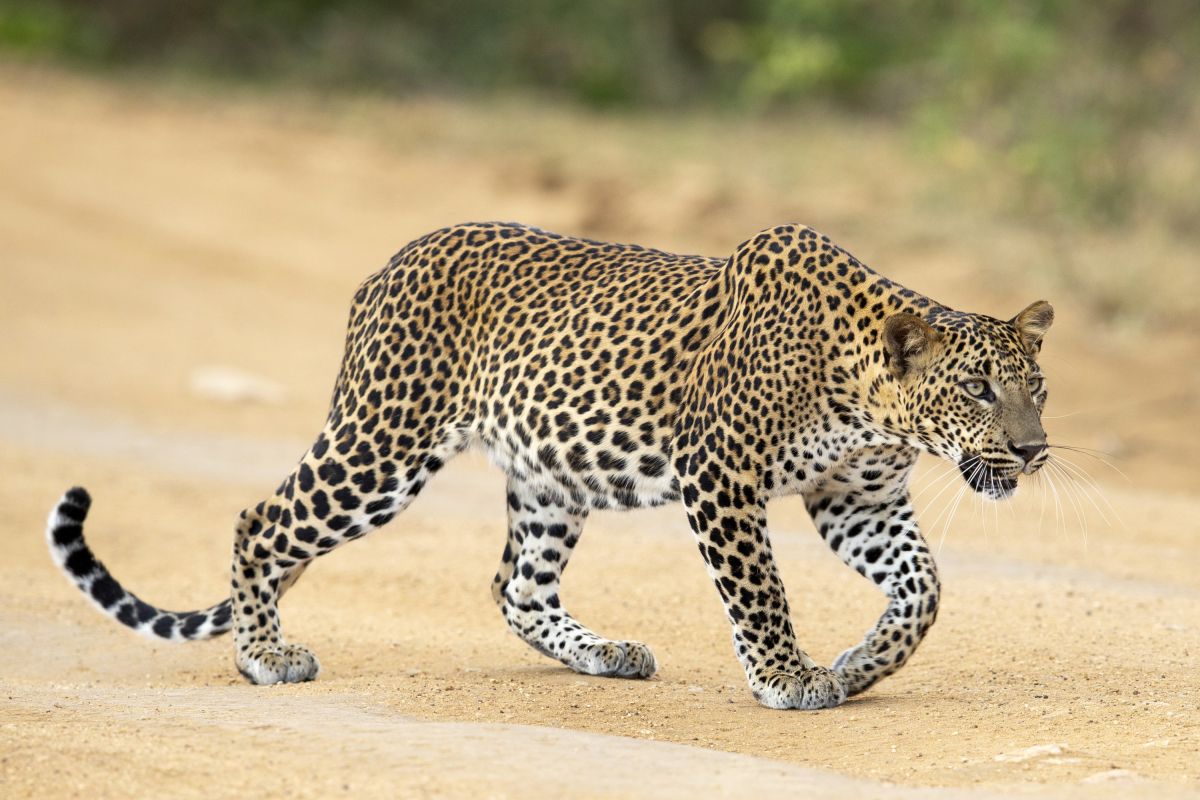 Leopard im Yala-Nationalpark