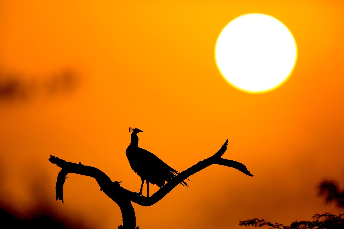 Pfau zum Sonnenuntergang im Keoladeo-Nationalpark