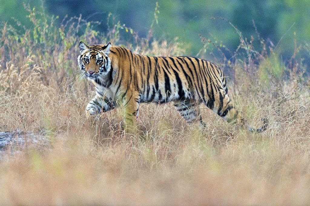 Tiger im Bandhavgarh Nationalpark
