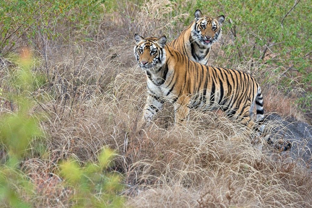 Tiger im Bandhavgarh Nationalpark