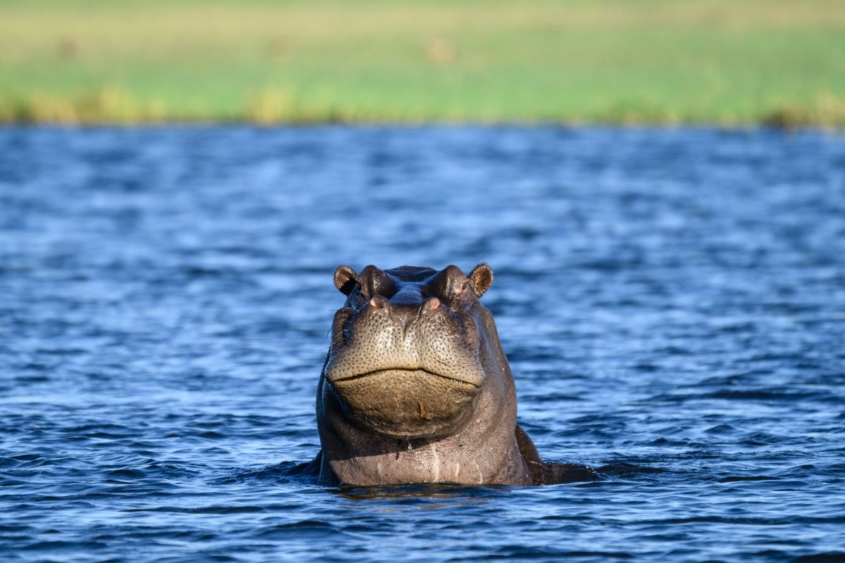 Junges Flusspferd, Chobe River, Chobe National Park, Botswana
