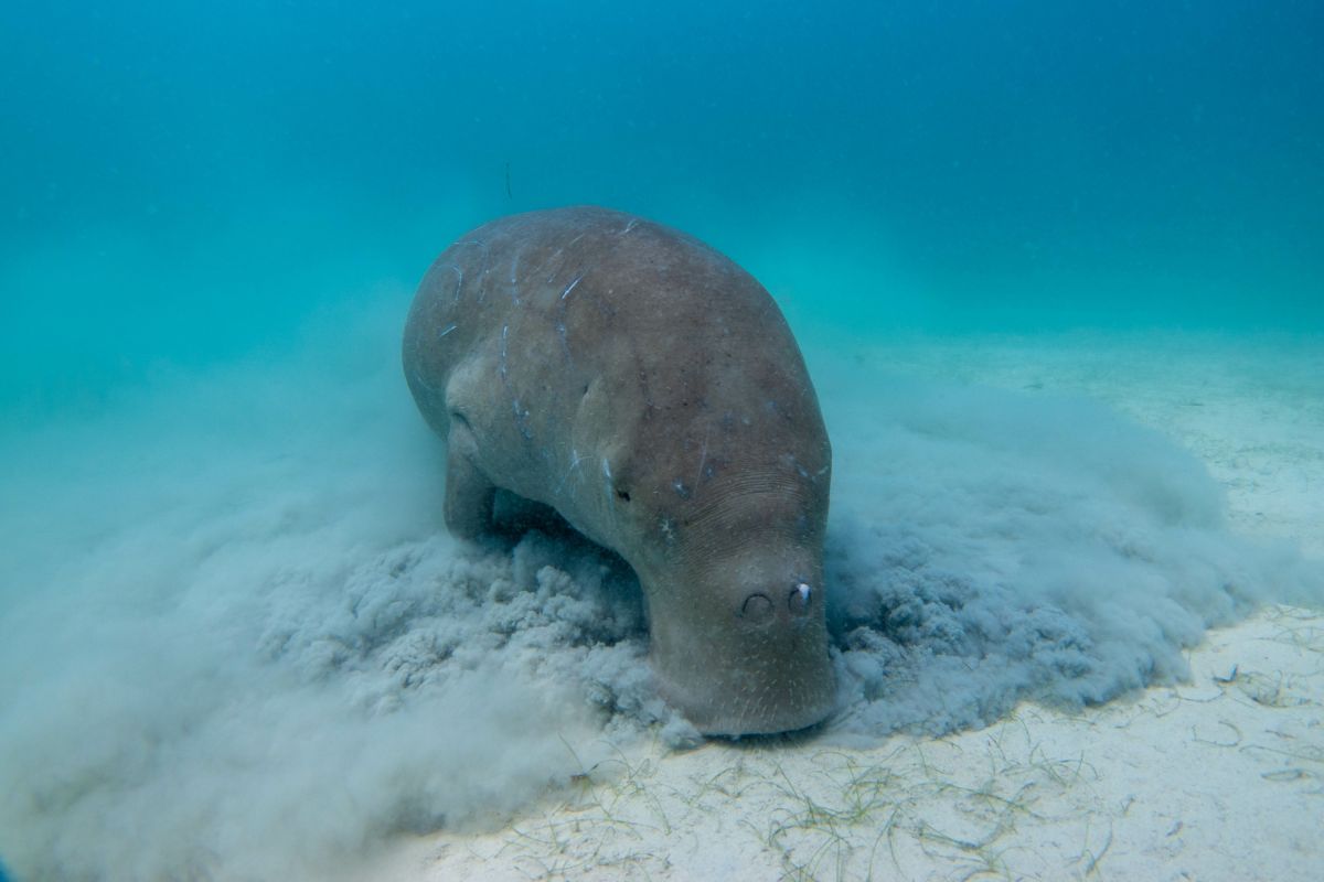 Landschaft eines wilden Dugongs beim Tauchen auf Coron Island, Philippinen