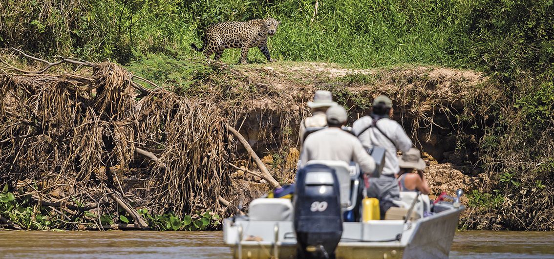 Brasilien - Pantanal - Safari