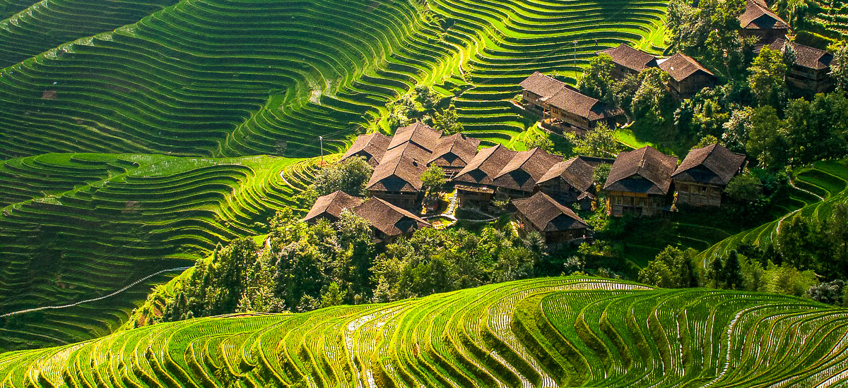 Reisterrassen von Longsheng
