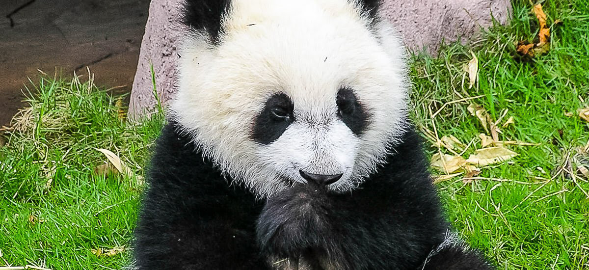 Pandaaufzucht Chengdu
