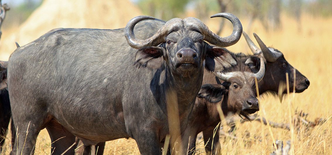 Afrika_Bueffel-im-Hwange-Nationalpark-071-