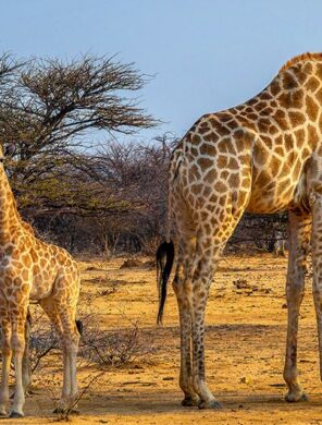 Giraffen-im-Etosha-Nationalpark