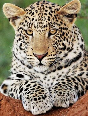 Leopard-Credit-Okonjima-Nature-Reserve