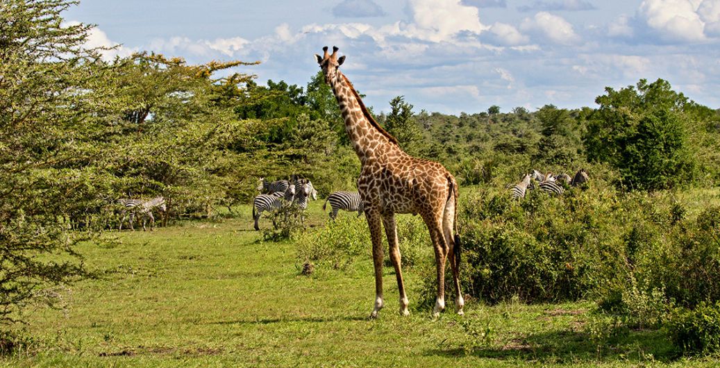 Massai-Giraffe-und-Zebras-im-Nyerere-Nationalpark_Tansania_