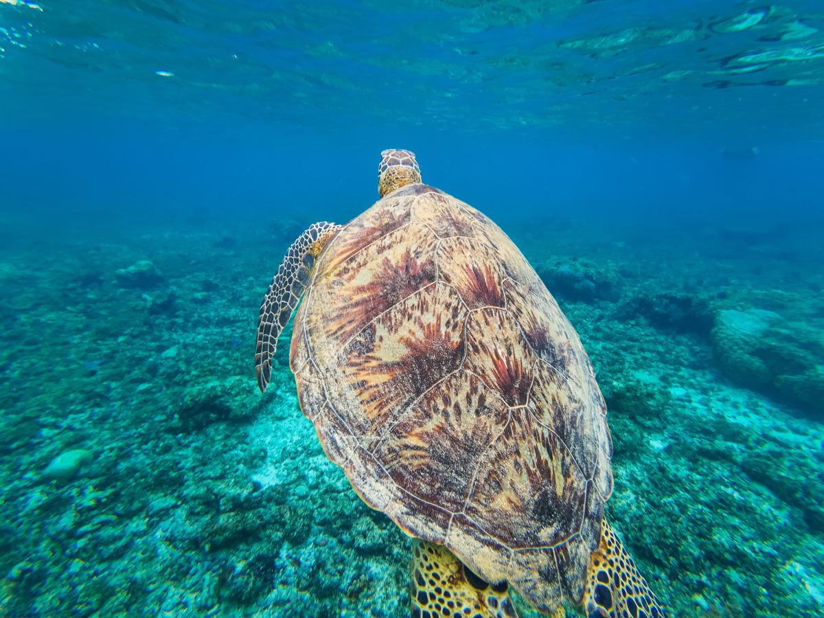 Schnorcheln gemeinsam mit Schildkröten auf den Philippinen