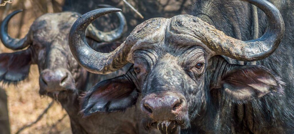 Natürlich erleben – Liwonde Safari in Malawi