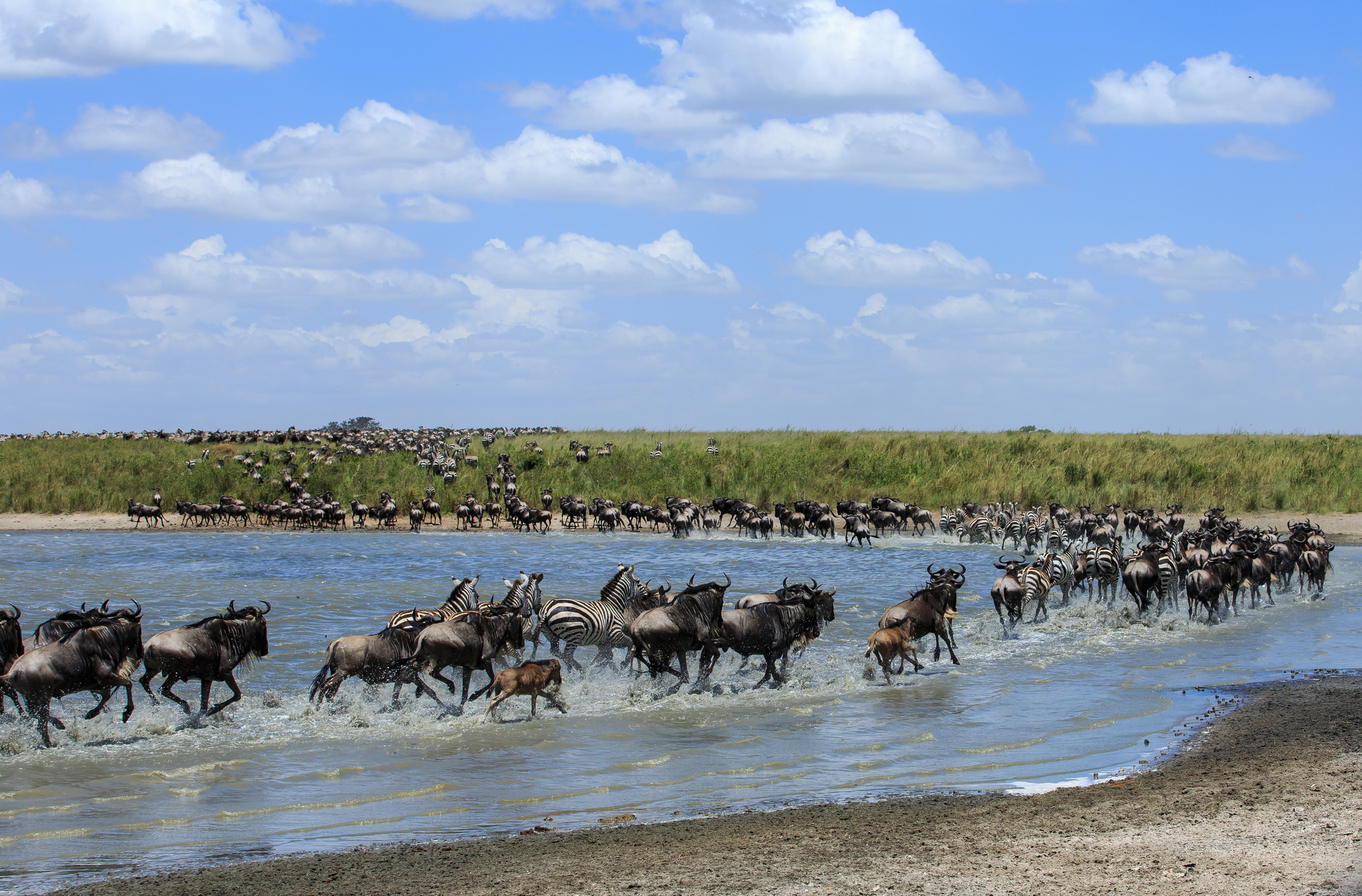 Gnus und Zebras an einem Gewässer in Tansania