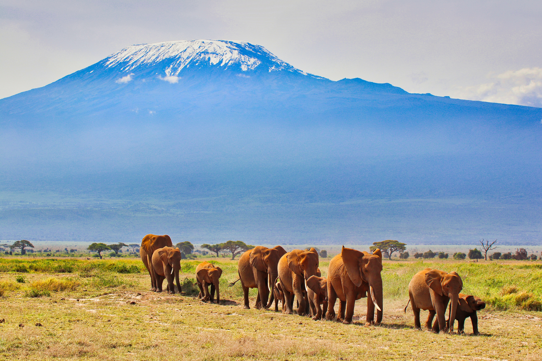 Elefanten im Amboseli-Nationalpark in Kenia