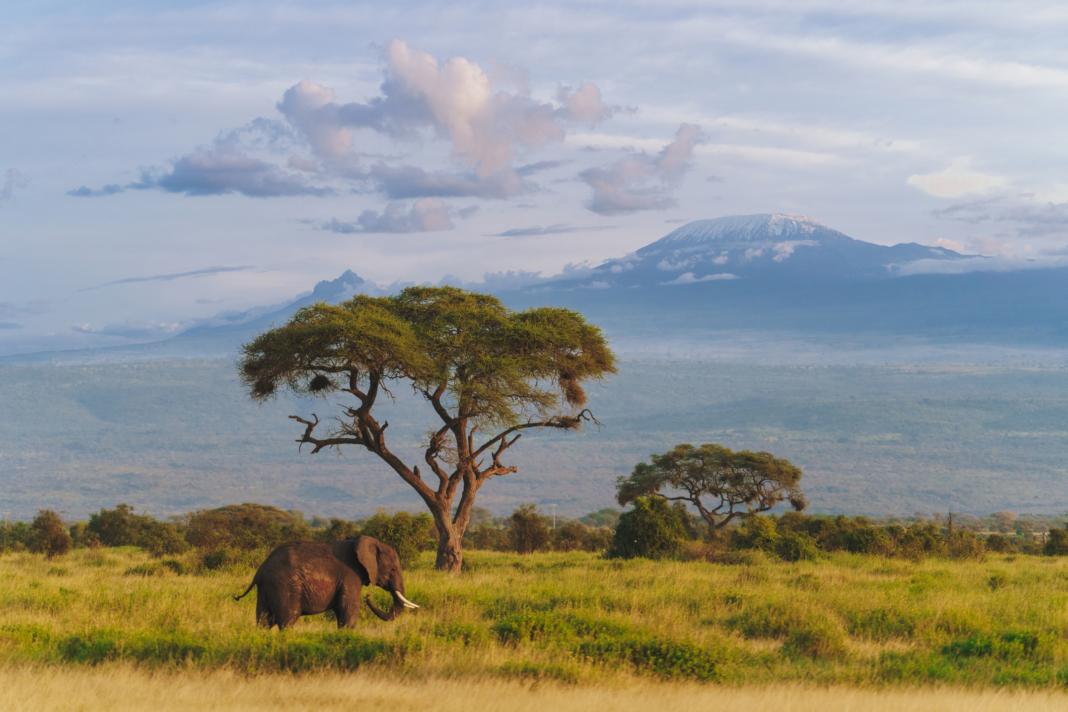 Elefant vor dem Kilimandscharo im Amboseli-Nationalpark in Kenia