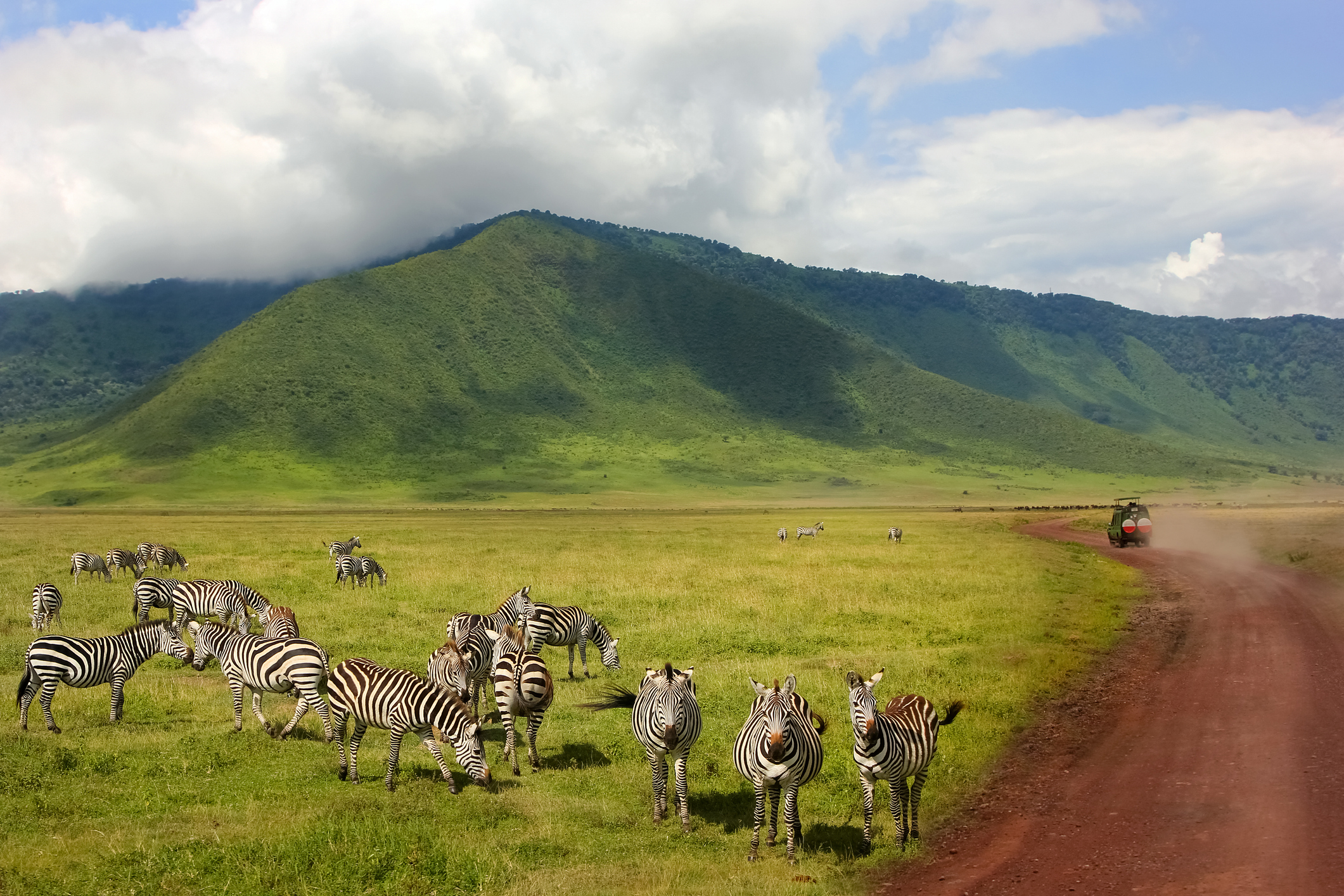 Zebras im Ngorongoro-Krater in Tansania