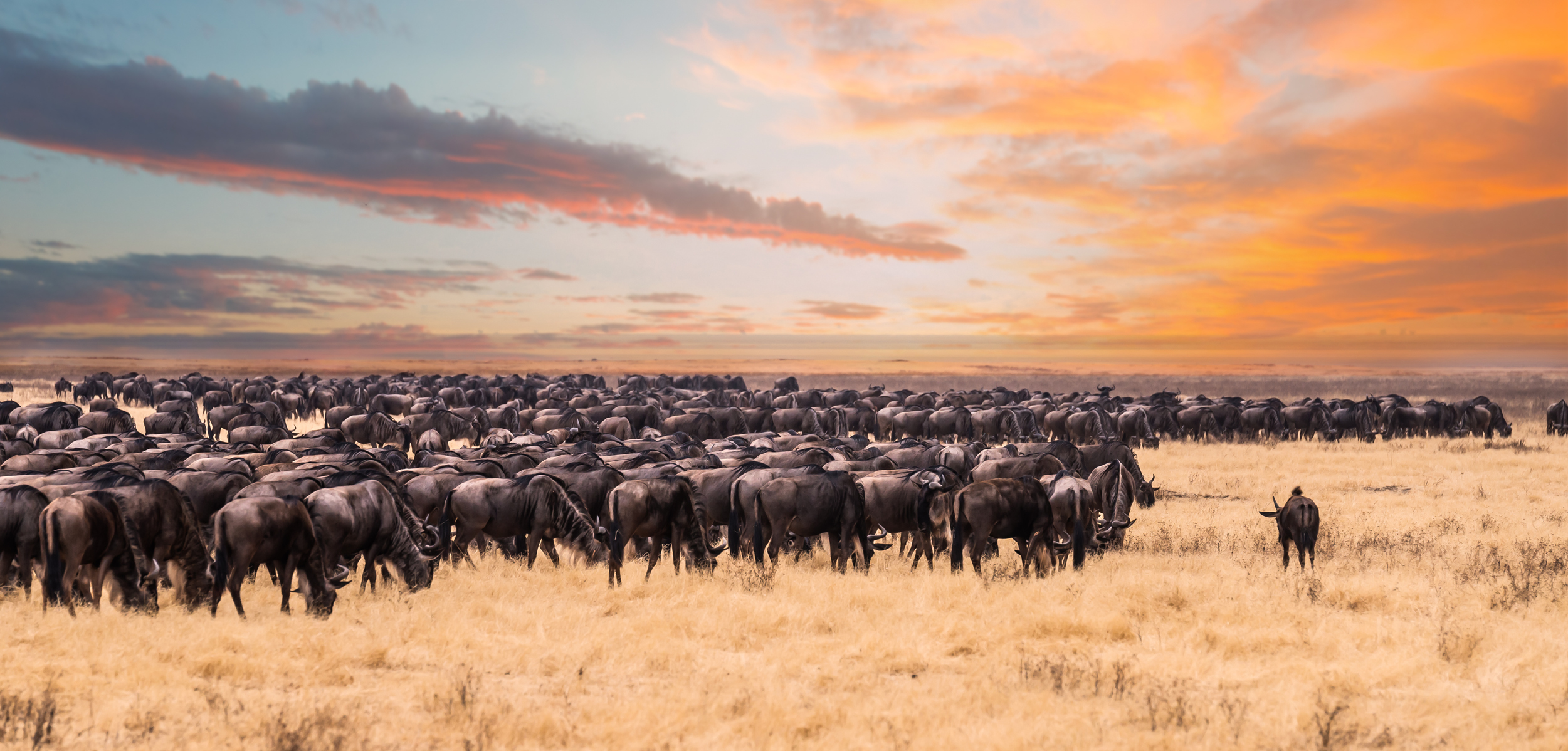 Gnus während der Großen Migration in der Serengeti