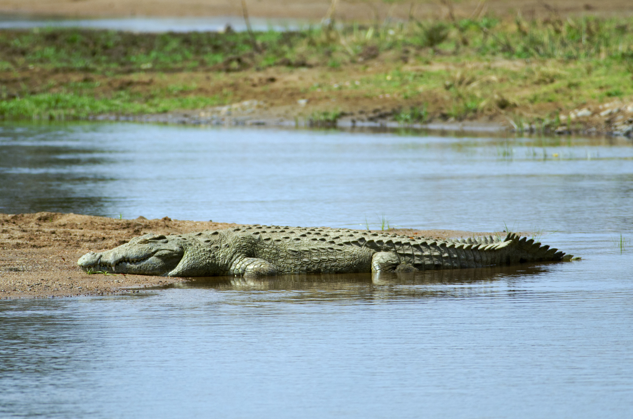 Krokodil am Flussufer in Tansania