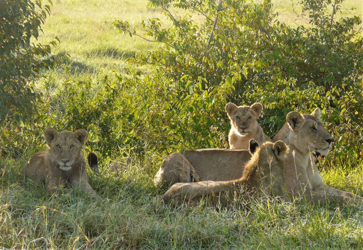 Löwenrudel im Morgenlicht in der Masai Mara, Kenia