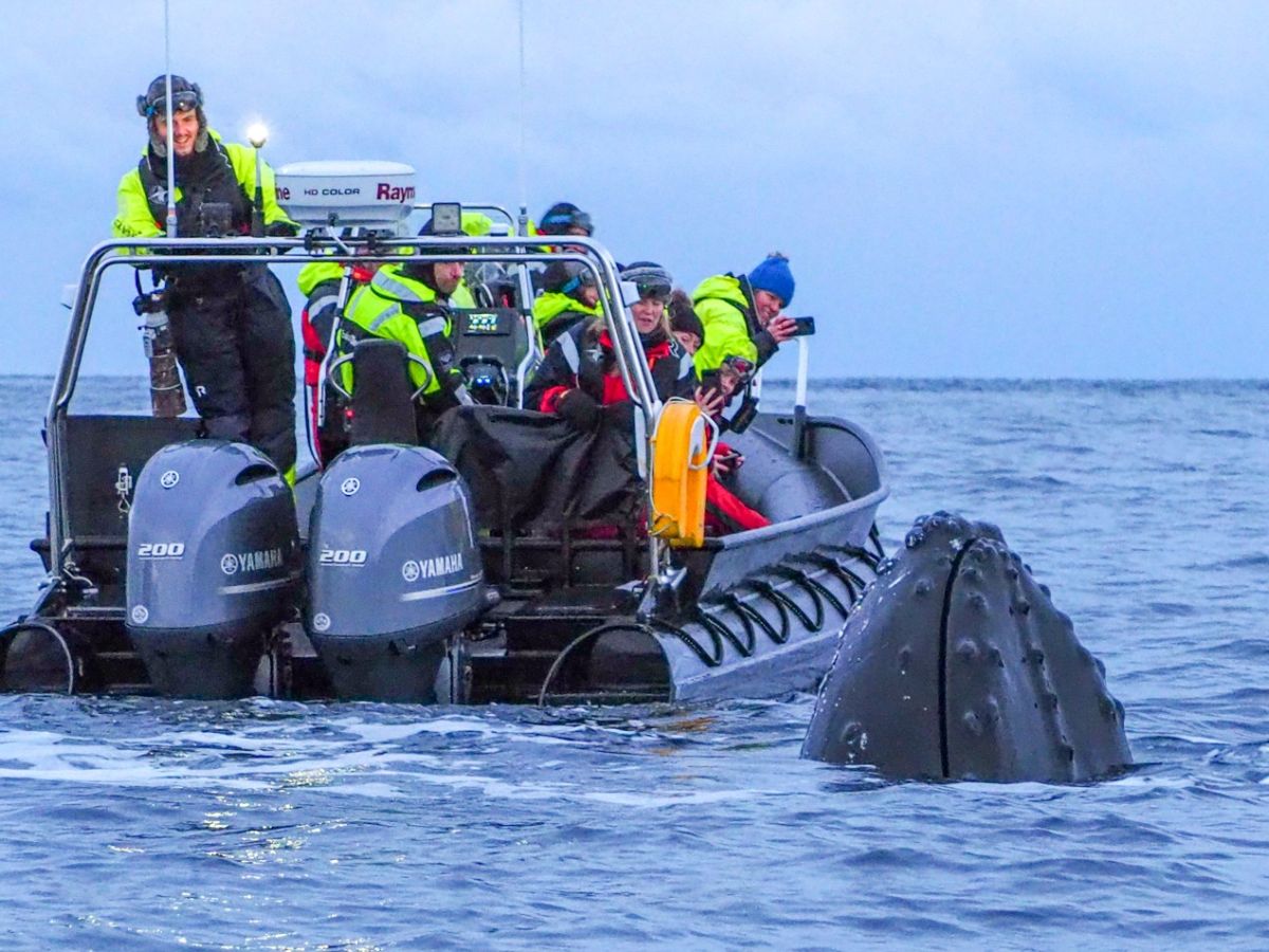 Walsafari in Nordnorwegen mit majestätischen Walen