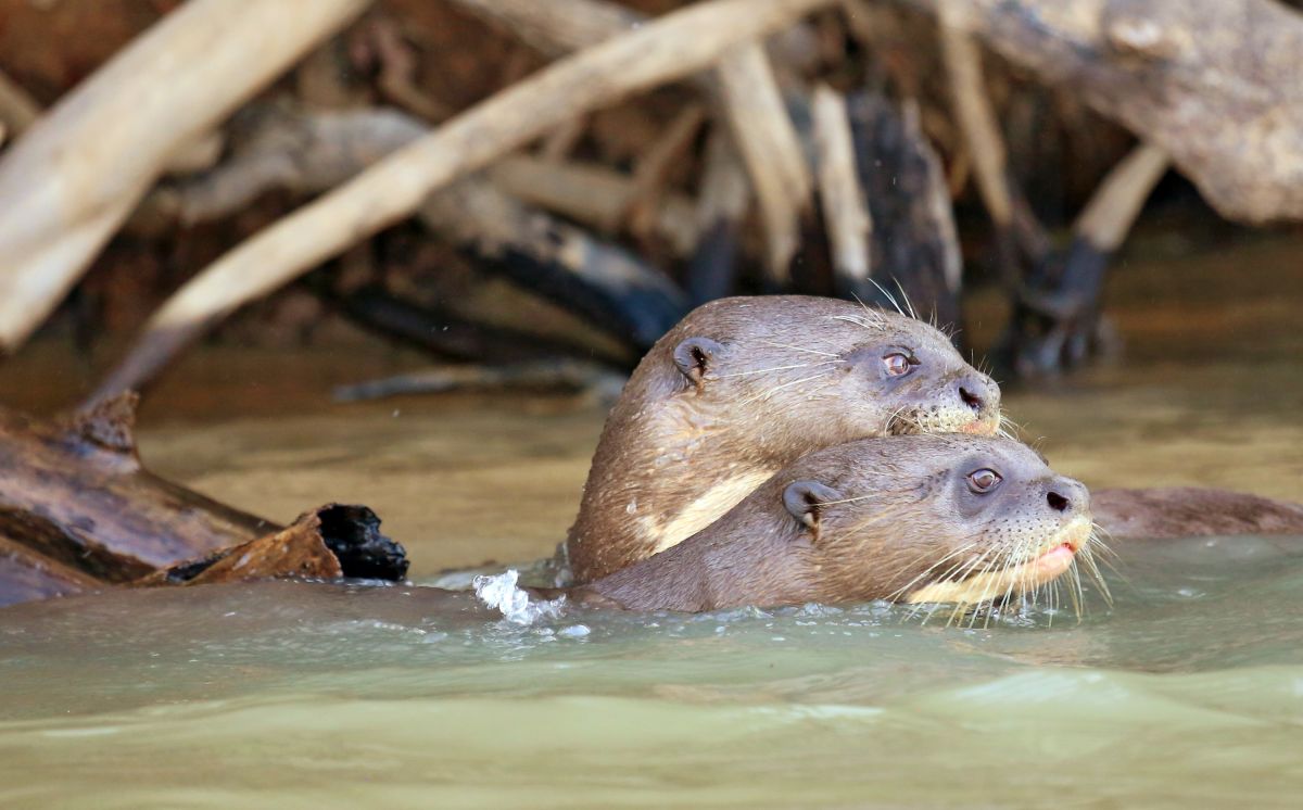 Entspannte Riesenotter im Wasser des Pantanal in Brasilien
