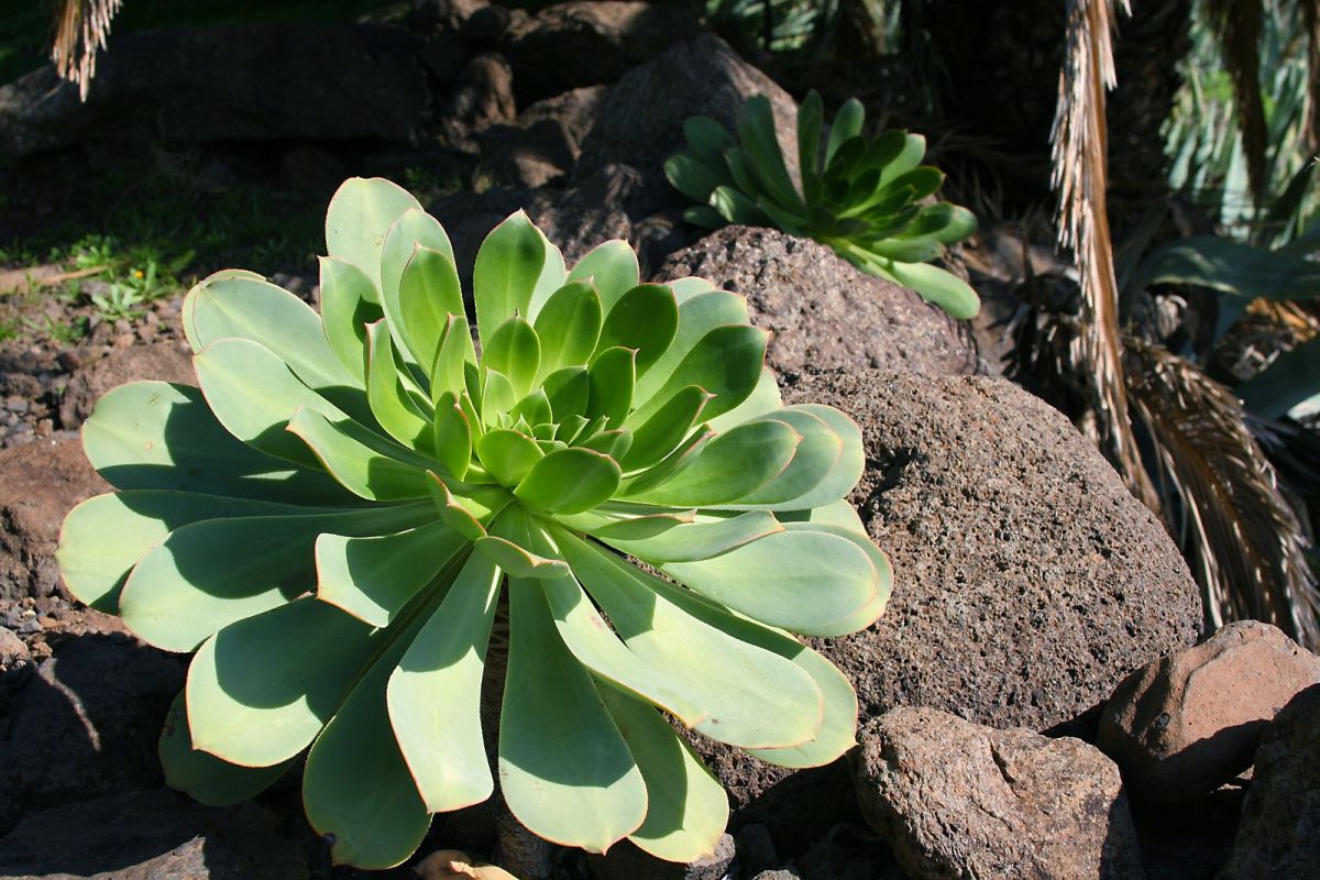 Steingartenpflanze auf der Insel Gomera in Spanien