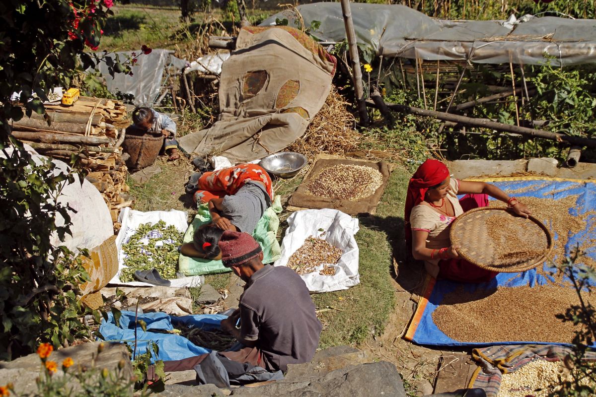 Erntearbeit in Nepal – Authentische Einblicke in das Leben und die Küche Asiens