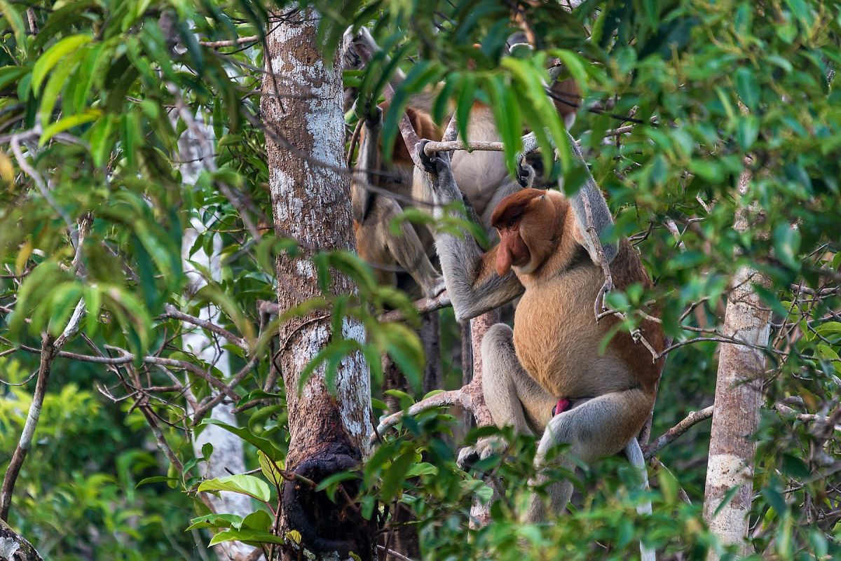 Langnasenaffen in Indonesien: Entdecken Sie die Tierwelt Borneos